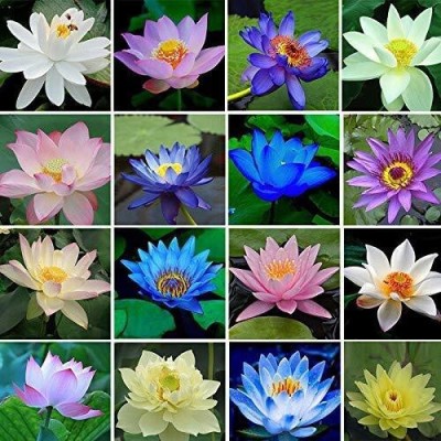 Farmers Choice Mix Exotic Lotus Flower Seeds Pack, All Seasons Seed(25 per packet)