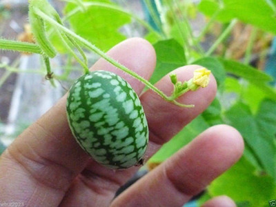 VibeX ® VLR-518 Mexican Sour Gherkin Cucumber Seed(200 per packet)