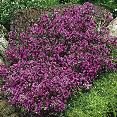 VibeX ATS-84 - Creeping Thyme Ground Cover - (1350 Seeds) Seed(1350 per packet)