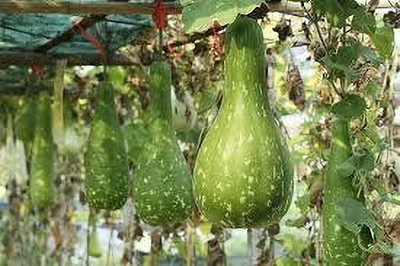 BDSresolve Hybrid bottle gourd seeds for plant pack of 13 Seed(13 per packet)