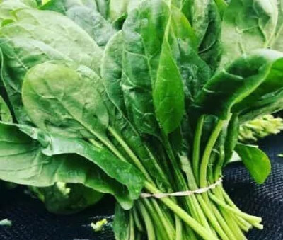 CRGO SPINACH , PALAKH Seed(220 per packet)