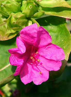 BDSresolve sondha malaoti flower seeds mix colour Seed(20 per packet)