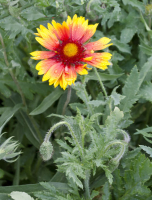 SEEDSSIDE GAILLARDIA (BLANKET FLOWERS) Seed(20 per packet)