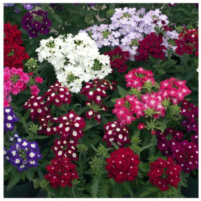 ORAKLE Verbena flower Seed(80 per packet)