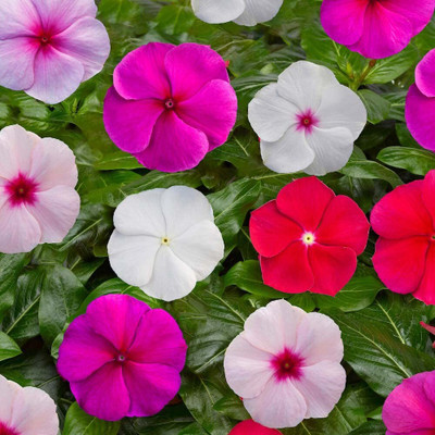 CRGO VINCA , SADABAHAR Seed(40 per packet)