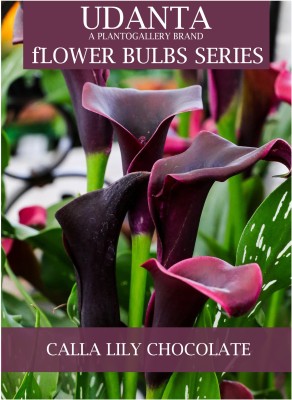 Udanta Calla Lily Chocolate Flower Bulbs - Pack of 20 Bulbs Seed(20 per packet)