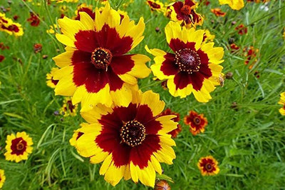 Aywal Coreopsis flower Seed(50 per packet)