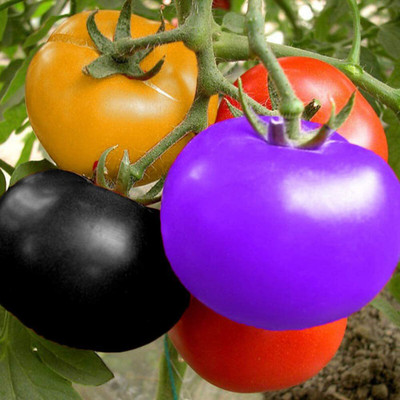 CYBEXIS Organic Multi-Color Tomato Seeds500 Seeds Seed(500 per packet)