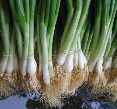 CYBEXIS KGF -20 - He-Shi-Ko Onion - (4500 Seeds) Seed(4500 per packet)
