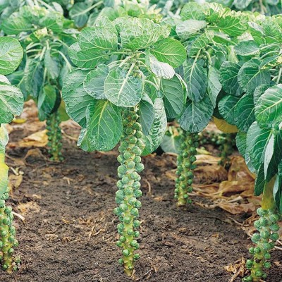 CYBEXIS Annual Brussels Sprouts Seeds 1000 Seeds Seed(1000 per packet)