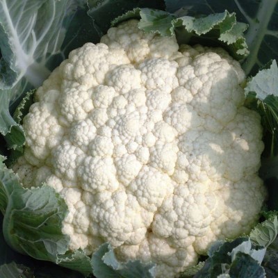 CYBEXIS XL-29 - Cauliflower Super Snowball - (150 Seeds) Seed(150 per packet)