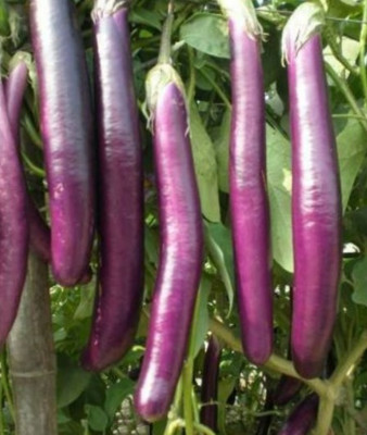 UGRA Brinjal Seed(400 per packet)