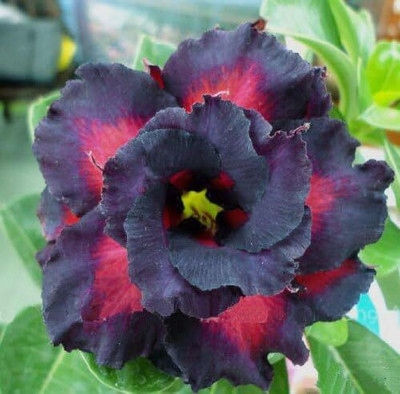 Qualtivate LXI-298 Adenium Obesum Desert Roses Triple-Black-Eagle Seed(30 per packet)