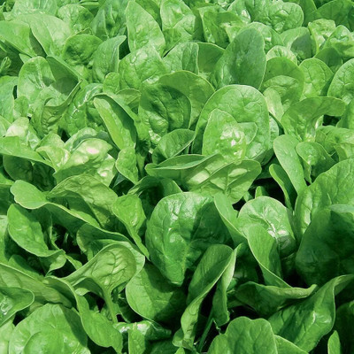 KNESSiN Easy to Grow Your Own Spinach 'Apollo' Seed(200 per packet)