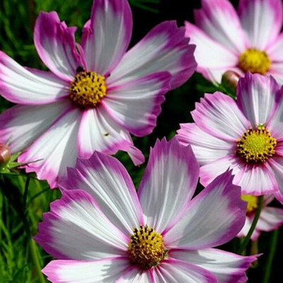 ZIXA COSMOS BIPINNATUS 'PICOTEE' Seed(80 per packet)