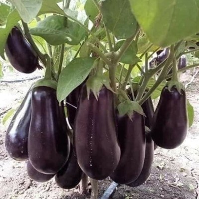 SREE Muktakeshi Black Brinjal, Organic Brinjal seed, Bengan Hybird, Brinjal Seed(500 per packet)