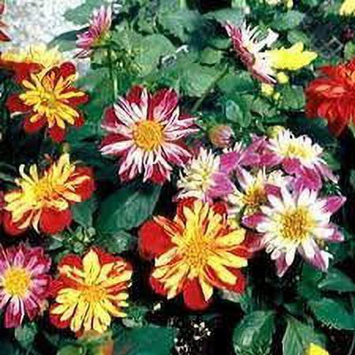 KANAYA Dahlia Seed(24 per packet)