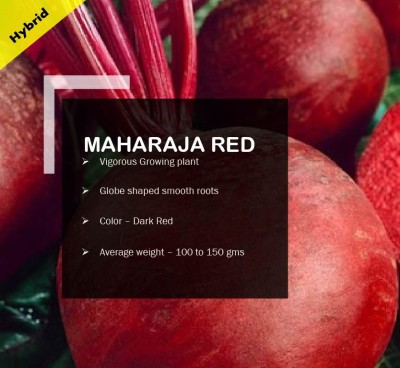 CYBEXIS MAHARAJA RED BEETROOT SEEDS(1000 Seeds) Seed(1000 per packet)