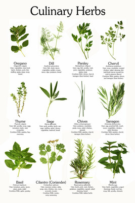 CYBEXIS Culinary herb 12 types seeds combo Seed(5 g)