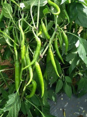 Flipkart SmartBuy Green Chilli Mirch Seed(25 per packet)