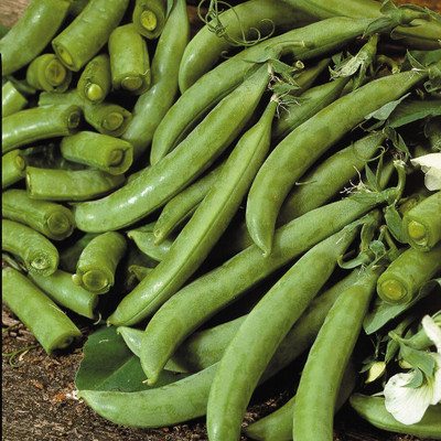 MYLAWN Pea Delikett Seed(800 per packet)