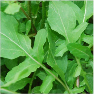 CYBEXIS Organic HERB Rocket Salad Cultivated2800 Seeds Seed(2800 per packet)