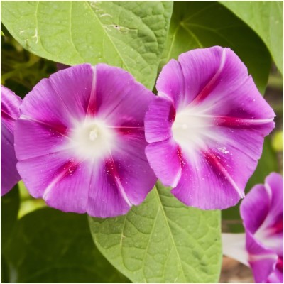 Qualtivate LXI-185 Morning Glory Tall Blend Climber Seeds (Ipomoea purpurea) Seed(50 per packet)