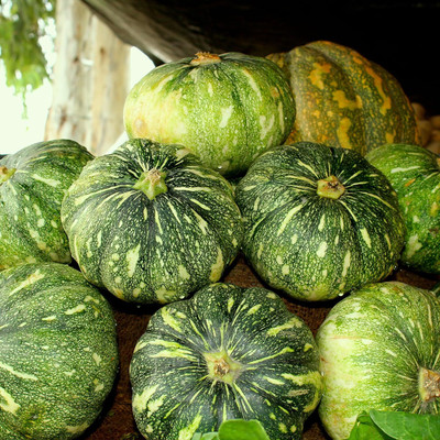 CRGO DIOART-CFR-™SEEDS Pumpkin (Petha)-200 SEEDS-PS1284 Seed(200 per packet)