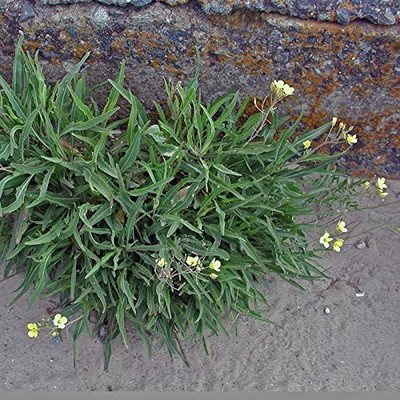 CYBEXIS Hybrid Wild Rocket Seeds DIPLOTAXIS TENUIFOLIA700 Seeds Seed(700 per packet)