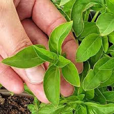 WILLVINE NDIR-13 Spicy globe French basil Seed(1000 per packet)