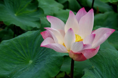 MAA lotus,kamal seeds Seed(5 per packet)