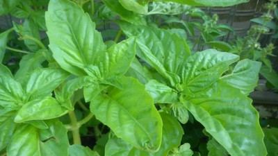 Qualtivate TLX-43 Basil,Lettuce Leaf seeds Seed(1000 per packet)