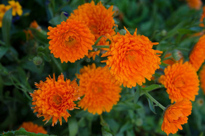 YIUGANTAR marigold/gende ka phool flower seeds Seed(50 per packet)