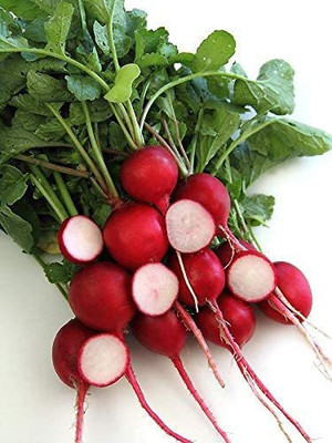 WILLVINE NDIR-462 Crimson Giant Radish Seeds Seed(500 per packet)