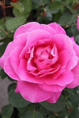CRGO ROSE , GULAAB Seed(65 per packet)