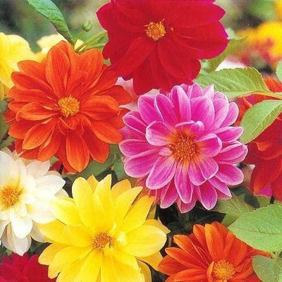 CYBEXIS DAHLIA~Seeds!!~~~~~~~Great Color Mix!! Seed(1 g)