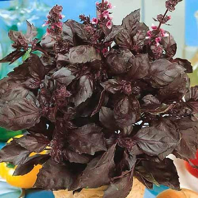VibeX ® VXI-53 Purple Opal Basil Seeds Seed(1000 per packet)