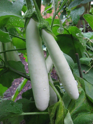 MAA Brinjal white Long, Eggplant Seed(35 per packet)
