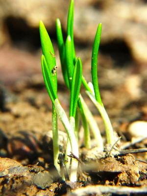 WILLVINE VMR -III Ramsons Buckrams Wild Onion [5g] Seed(3000 per packet)