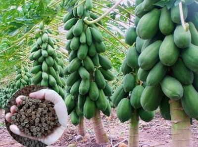 DEYS AGRO ™ hybrid papaya seeds,papaya Seed(150 per packet)