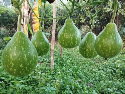 LIFELEX Bangladeshi Hazari Hybrid Round Lauki-Bottle Gourd Seed(12 per packet)