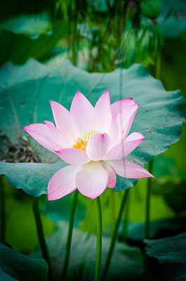 Nak lotus,kamal gatta Seed(10 per packet)
