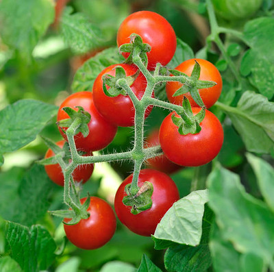 SAVRANA SHAKTI tomato Seed(90 per packet)