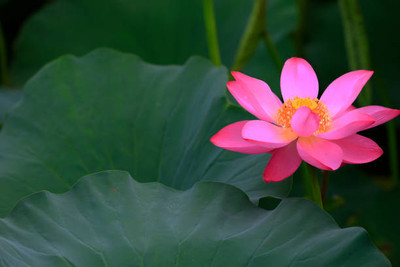 mahakal collection lotus,kamal gatta Seed(11 per packet)