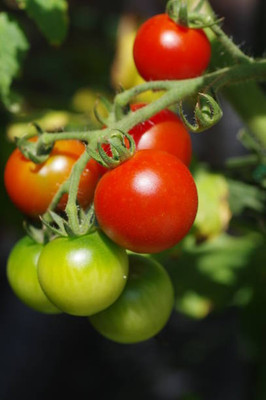 XEFRA tomato Seed(55 per packet)