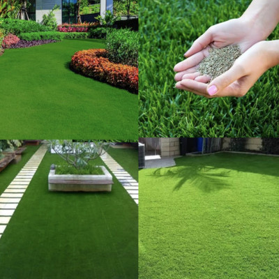 Greenfall Ideal Grass Seeds for Park Lawns - 5500 Seeds Seed(5500 per packet)
