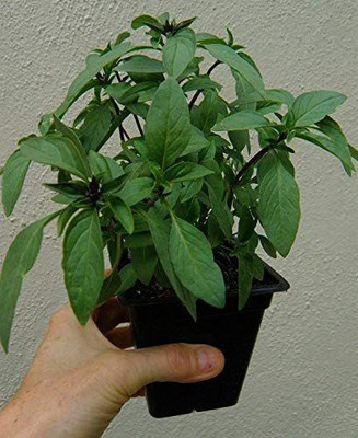 WILLVINE HUA-83 Thai Holy Basil Seeds Seed(1000 per packet)