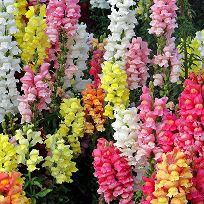 Lorvox Antirrhinum Flower Tom Thumb Mix GMO-Free Seed(120 per packet)