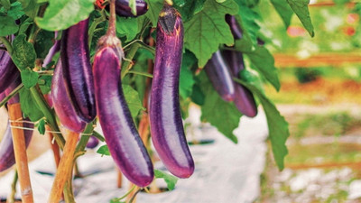 DEYS AGRO ™ brinjal seeds, jungle long brinjal seeds hybrid, begun|baigan|bagan Seed(160 per packet)