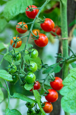 bheeshma tomato Seed(140 per packet)